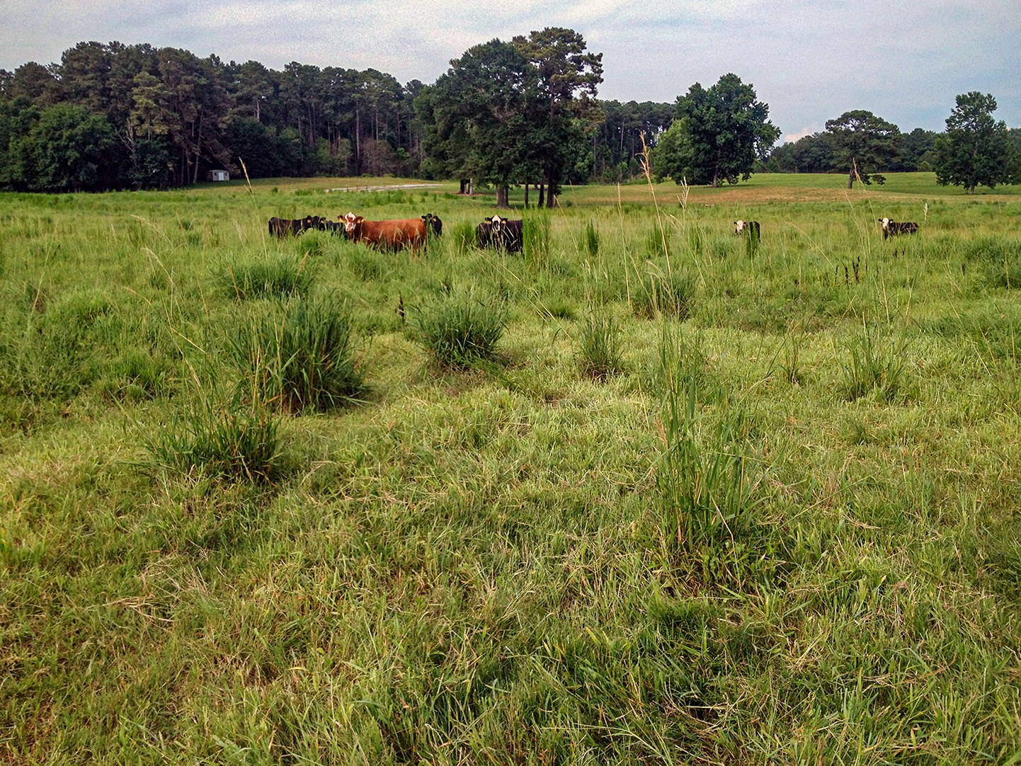 Cows roam in a green field. 